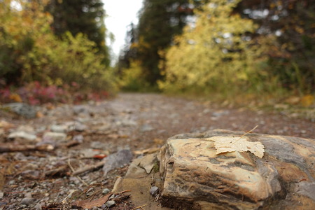 A stone in the pathの写真素材
