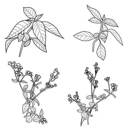 basic vector image of plants ready to be coloredのイラスト素材