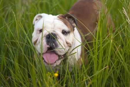 Portrait of an English bulldog in the natureの写真素材