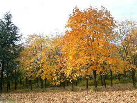 Beautiful autumn mood in the Park Garden. A carpet of autumn leaves.の写真素材