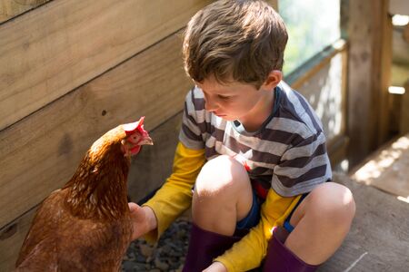 Boy dressed in stripey shirt and gumboots pats chicken in dappled morning light in henhouse.jpgの写真素材