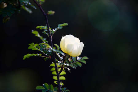 close up of white flowerの写真素材