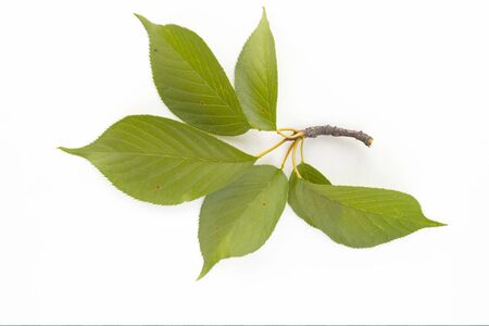 leavesの写真素材