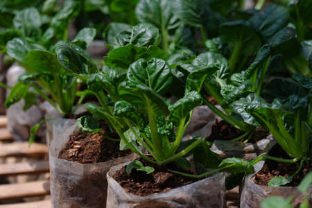 Sawi Pagoda / Ta Ke Chai / Tatsoi. This Mustard Pagoda comes from China. Has an oval leaf shape, a...