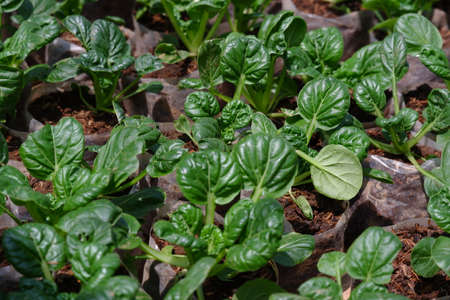 Sawi Pagoda / Ta Ke Chai / Tatsoi. This Mustard Pagoda comes from China. Has an oval leaf shape, a...