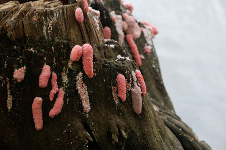 focus image of pink snail / conch eggs attached to the surface of the pool wall