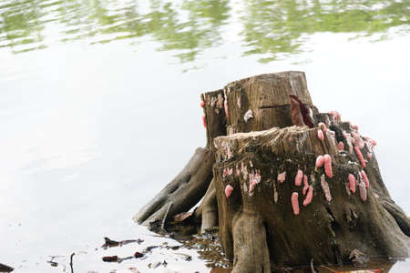 focus image of pink snail conch eggs attached to the surface of the pool wallの写真素材