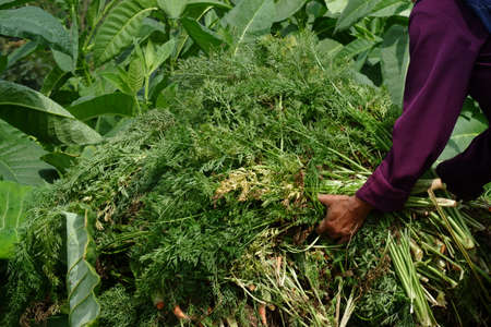 close up image of farmers harvest carrots in the fields, separate the carrots from the leaves and...