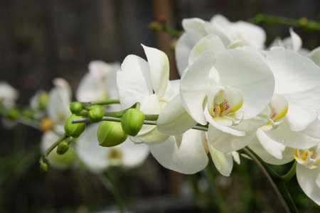 Bunga Anggrek Bulan Putih , Close up view of beautiful white phalaenopsis amabilis / moth orchids in full bloom in the garden with yellow pistils isolated on blur backgroundの写真素材