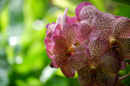 Anggrek VandaTotol Ungu, Purple Vanda Orchid with white combination that grows in a garden isolated...