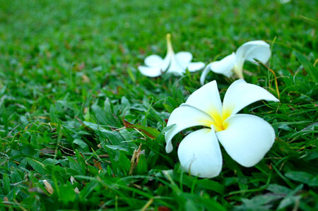three frangipani on the grass fieldの写真素材