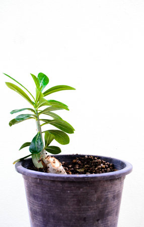 tree in apotの写真素材