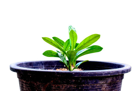 small tree in a pot on white backgroundの写真素材