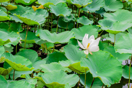 white lotus flower plantsの写真素材