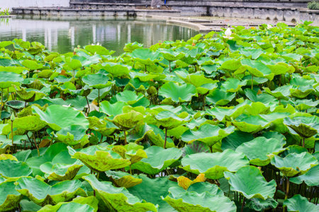 lotus leafの写真素材