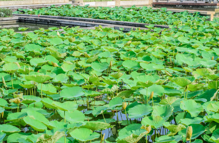lotus leafの写真素材
