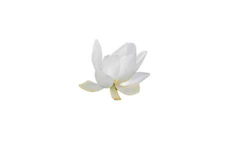 white lotus flower plants on white backgroundの写真素材