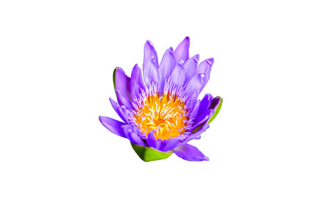 violet lotus flower plants on white backgroundの写真素材