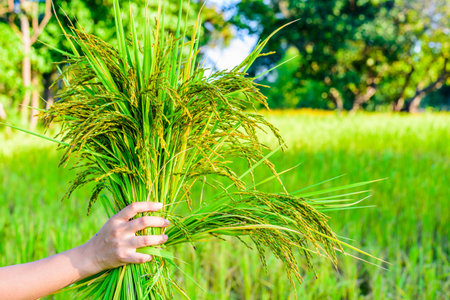 women hand hold rice on rice field, focus women handの写真素材