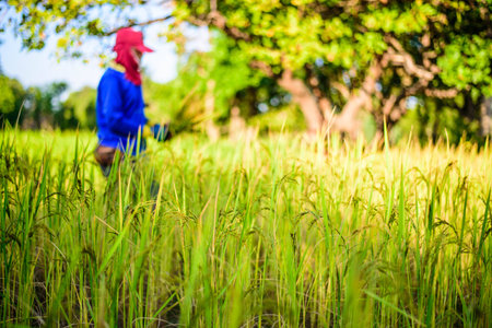 farmer working on rice field, focus riceの写真素材
