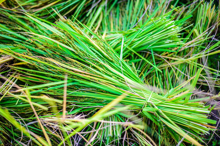 rice field, selective focus point.