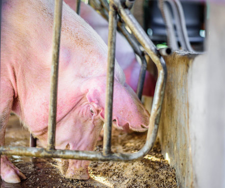 thai farm, the farm pigs, focus eye pig.の写真素材