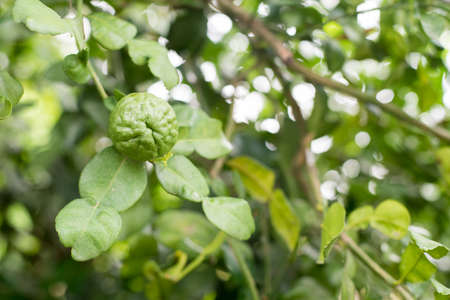 Bergamot tree in the garden.