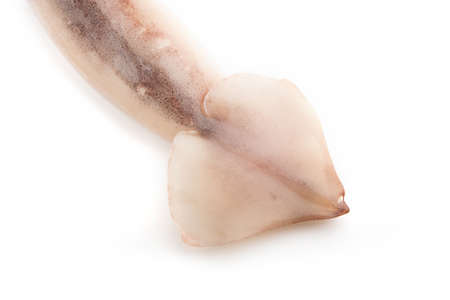 Nice fresh squid isolated on white backgroundの写真素材