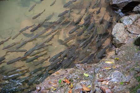Mahseer barb fish in shallow water from the waterfall with rocks around.の写真素材