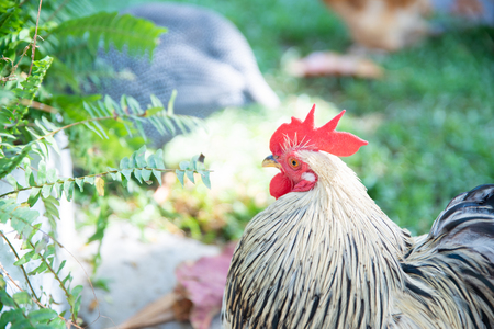 Chickens on traditional free range poultry farm.