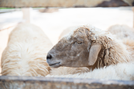 Sheep in nature on meadow.の写真素材