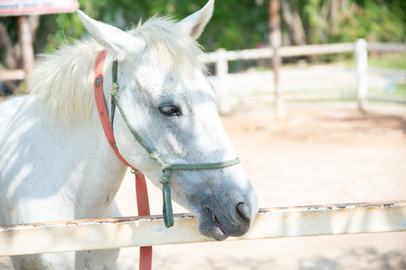 Horse on nature. Portrait of a horse, White horseの写真素材