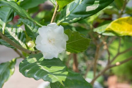 Gardenia jasminoides in garden. beautiful flower background.の写真素材