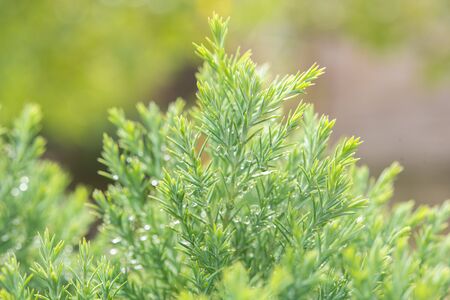 Christmas background, Pine tree background, closeup.