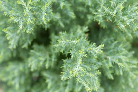 Christmas background, Pine tree background, closeup.の写真素材