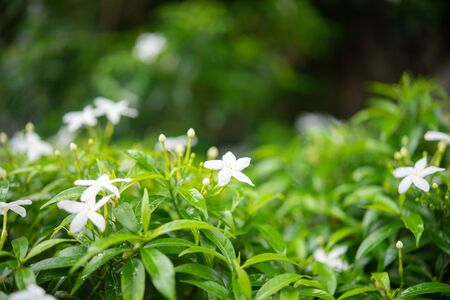 Gardenia jasminoides in garden. beautiful flower background.の写真素材