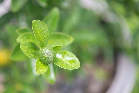 Citrus fruits on branch against a blurred background in sunny weather.の写真素材