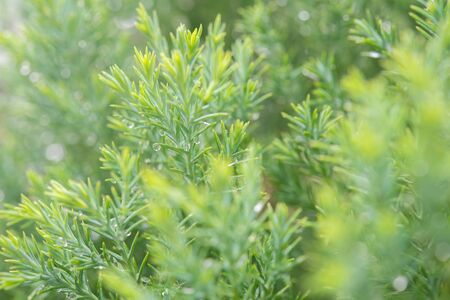 Christmas background, Pine tree background, closeup.の写真素材