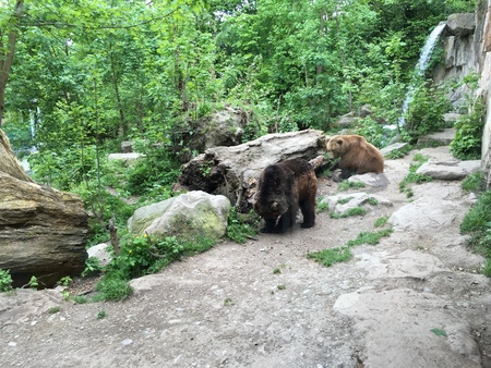 Bearsの素材
