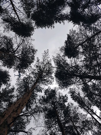 Trees in the skyの素材