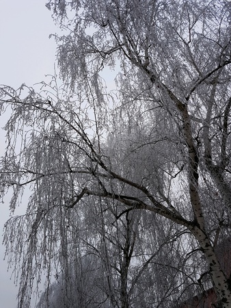 Frozen treeの素材