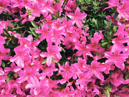 Flowers in close-upの素材