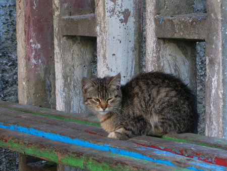 Cat on the benchの素材