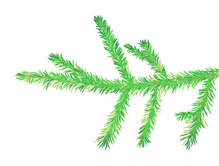 fir tree branch, is isolated on a white backgroundのイラスト素材