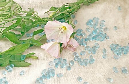 Flower of a bindweed against a linen fabricの写真素材