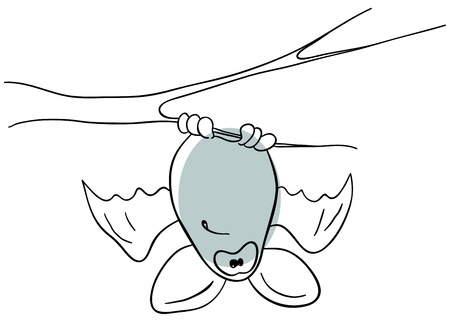 bat is isolated on a white backgroundのイラスト素材