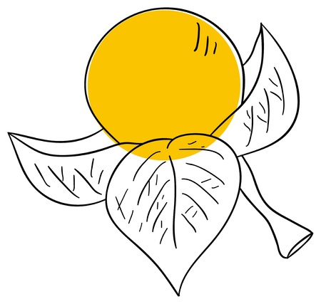 physalis is isolated on a white backgroundのイラスト素材