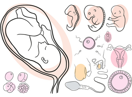 Vector childbearing, conception and pregnancy collection setのイラスト素材
