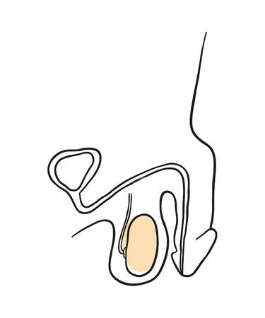 Vector penis is a cross-sectional on a white backgroundのイラスト素材