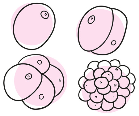 Vector stage of division the human ovumのイラスト素材